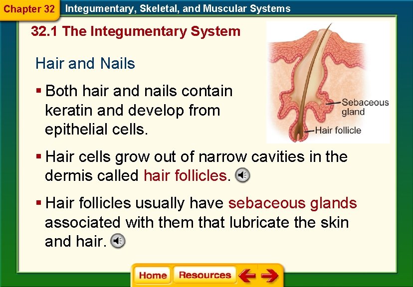 Chapter 32 Integumentary, Skeletal, and Muscular Systems 32. 1 The Integumentary System Hair and