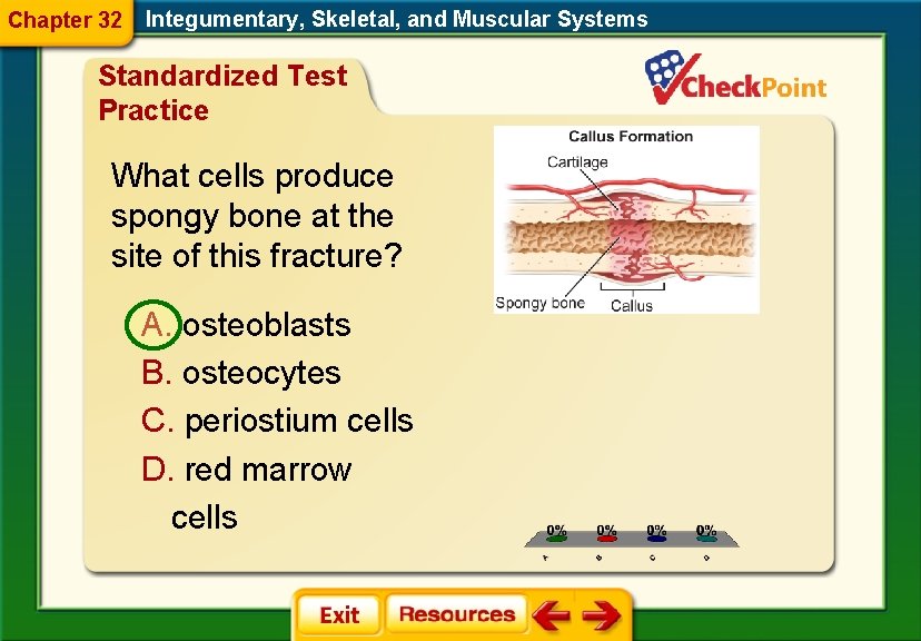 Chapter 32 Integumentary, Skeletal, and Muscular Systems Standardized Test Practice What cells produce spongy