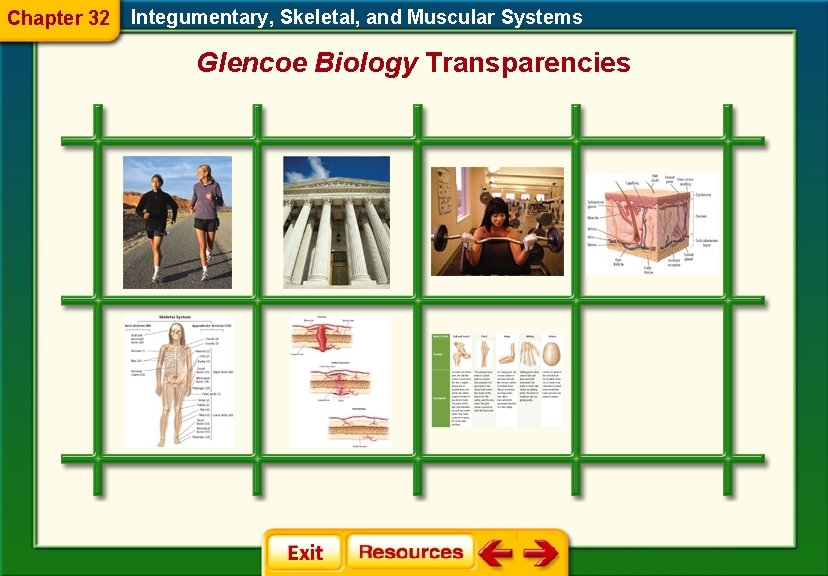 Chapter 32 Integumentary, Skeletal, and Muscular Systems Glencoe Biology Transparencies 