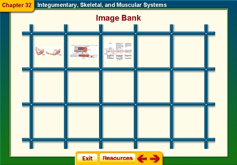 Chapter 32 Integumentary, Skeletal, and Muscular Systems Image Bank 