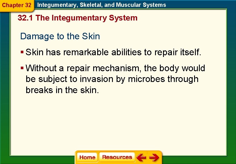 Chapter 32 Integumentary, Skeletal, and Muscular Systems 32. 1 The Integumentary System Damage to