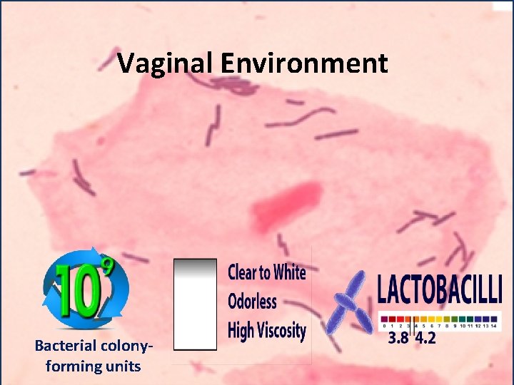 Vaginal Environment Bacterial colonyforming units 