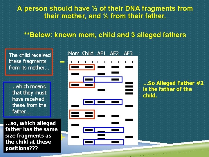 A person should have ½ of their DNA fragments from their mother, and ½