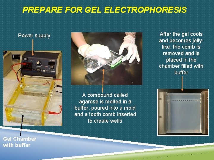 PREPARE FOR GEL ELECTROPHORESIS After the gel cools and becomes jellylike, the comb is