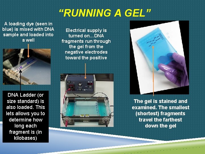 “RUNNING A GEL” A loading dye (seen in blue) is mixed with DNA sample