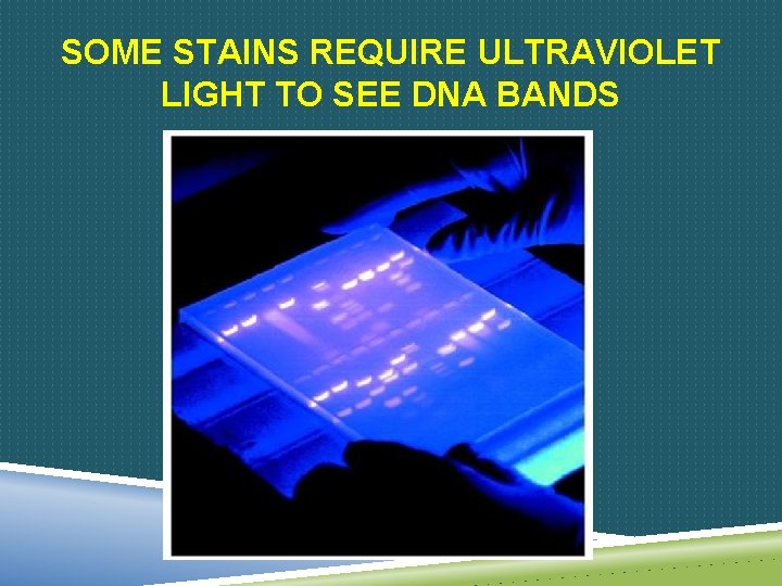 SOME STAINS REQUIRE ULTRAVIOLET LIGHT TO SEE DNA BANDS 