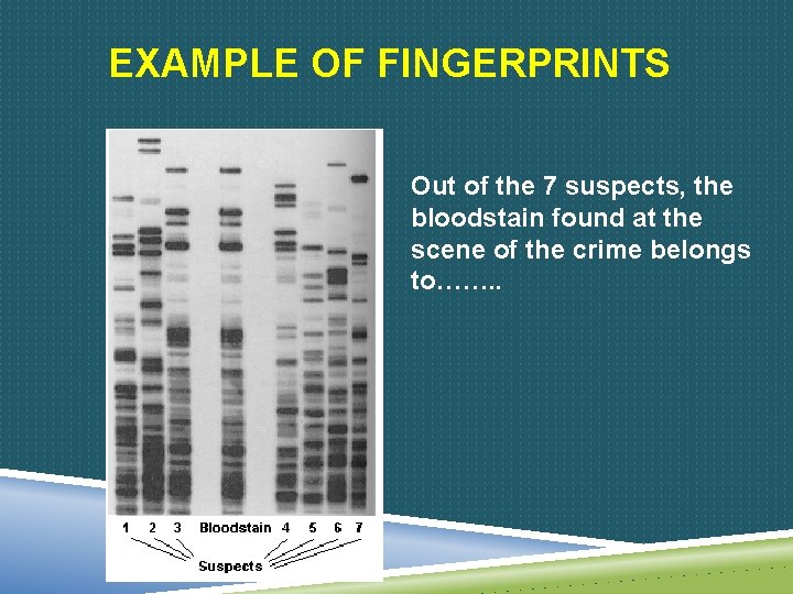 EXAMPLE OF FINGERPRINTS Out of the 7 suspects, the bloodstain found at the scene