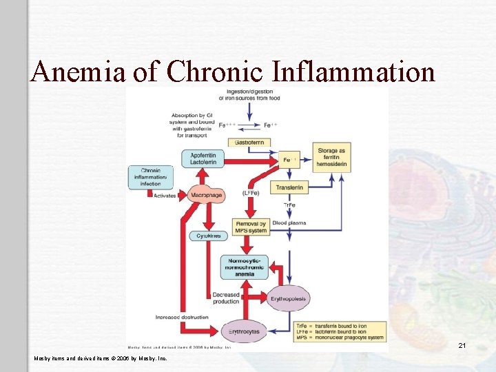 Anemia of Chronic Inflammation 21 Mosby items and derived items © 2006 by Mosby,