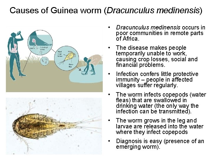 Causes of Guinea worm (Dracunculus medinensis) • Dracunculus medinensis occurs in poor communities in