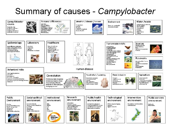 Summary of causes - Campylobacter 
