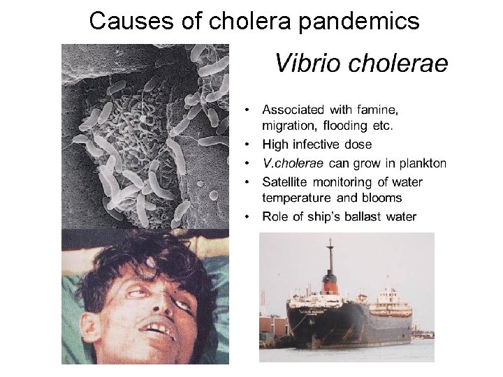 Causes of cholera pandemics 