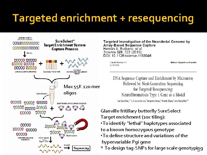 Targeted enrichment + resequencing Max 55 K 120 mer oligos Glanville fritillary butterfly Sure.