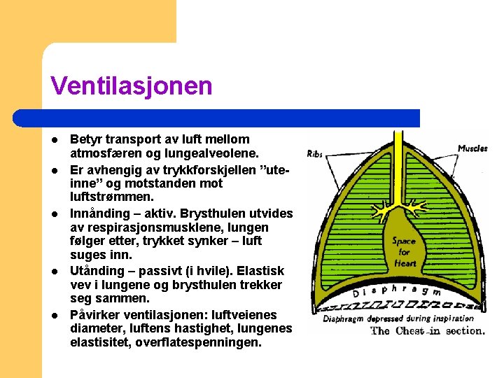 Ventilasjonen l l l Betyr transport av luft mellom atmosfæren og lungealveolene. Er avhengig