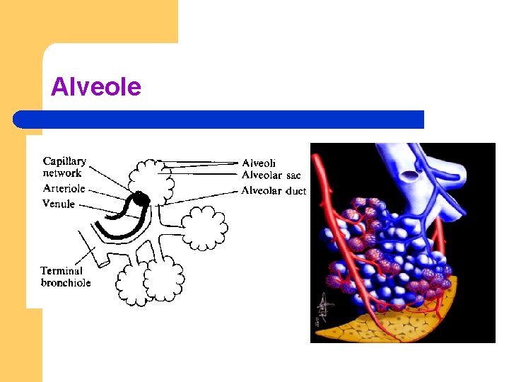 Alveole 