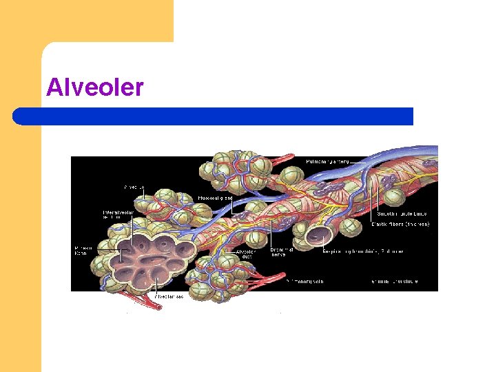 Alveoler 