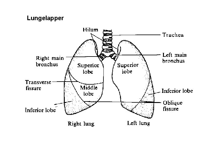 Lungelapper 