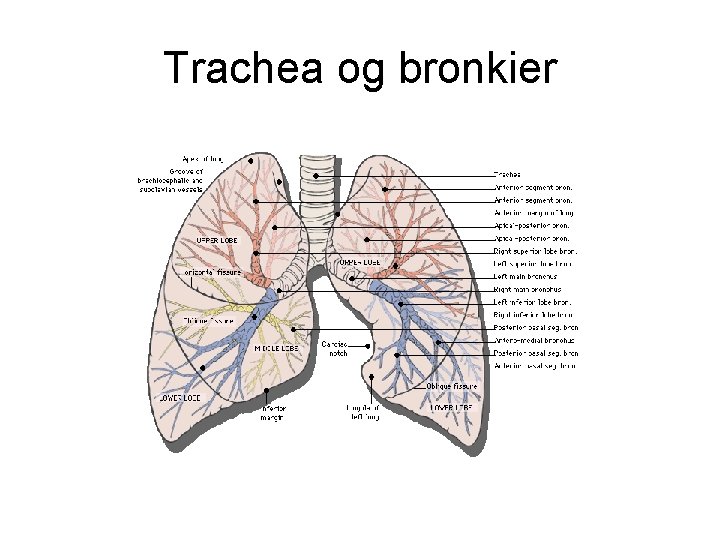 Trachea og bronkier 