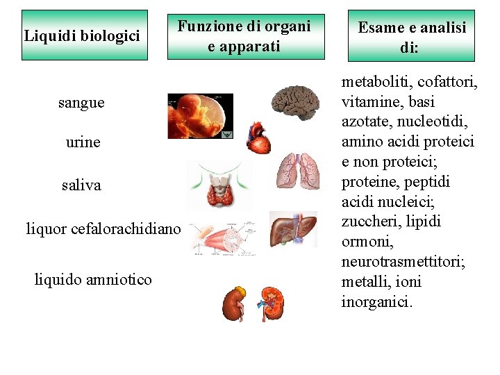 Liquidi biologici Funzione di organi e apparati sangue urine saliva liquor cefalorachidiano liquido amniotico