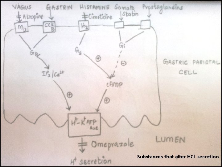 Substances that alter HCl secretion Substances that alter HCl secretion