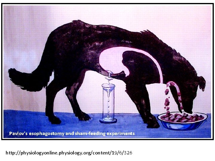 Pavlov’s esophagostomy and sham-feeding experiments http: //physiologyonline. physiology. org/content/19/6/326 Pavlov’s esophagostomy and sham-feeding experiments http: //physiologyonline. physiology. org/content/19/6/326