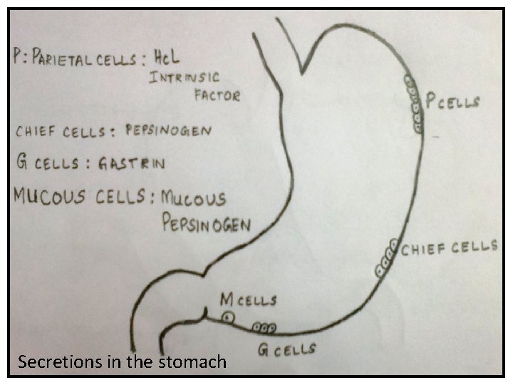 Secretions in the stomach Secretions in the stomach