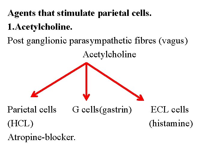 Agents that stimulate parietal cells. 1. Acetylcholine. Post ganglionic parasympathetic fibres (vagus) Acetylcholine Parietal Agents that stimulate parietal cells. 1. Acetylcholine. Post ganglionic parasympathetic fibres (vagus) Acetylcholine Parietal