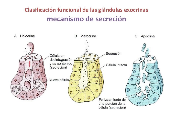 Producto De Secrecion De Las Glandulas Exocrinas slidetodoc.com