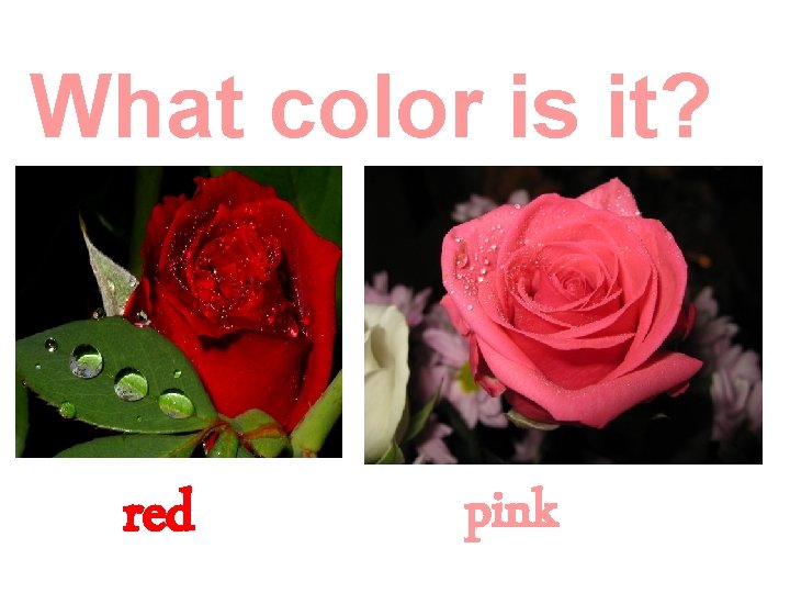 What color is it? red pink 