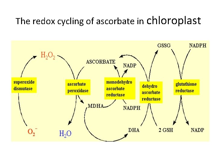 The redox cycling of ascorbate in chloroplast 