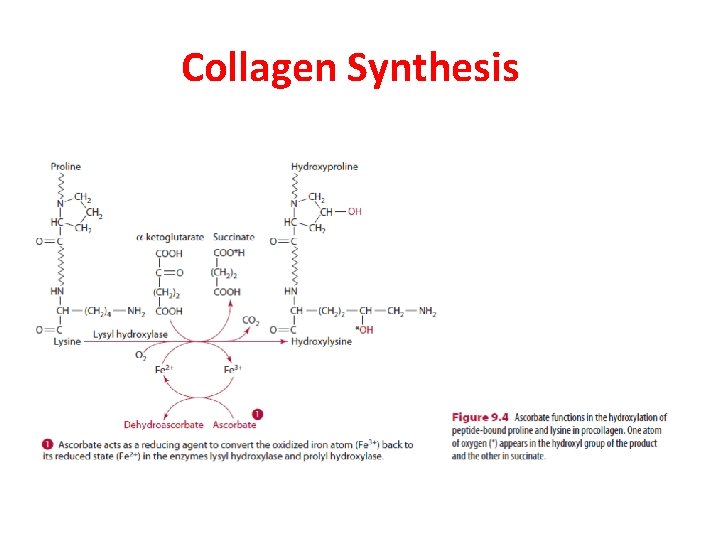 Collagen Synthesis Collagen Synthesis