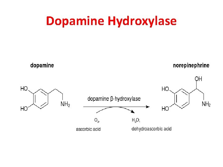 Dopamine Hydroxylase Dopamine Hydroxylase