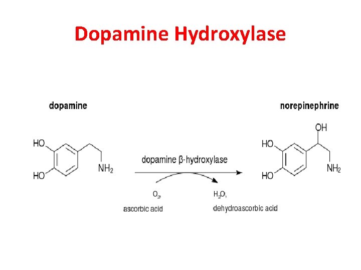 Dopamine Hydroxylase 