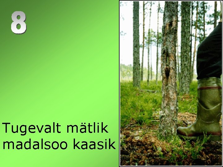  Tugevalt mätlik madalsoo kaasik 