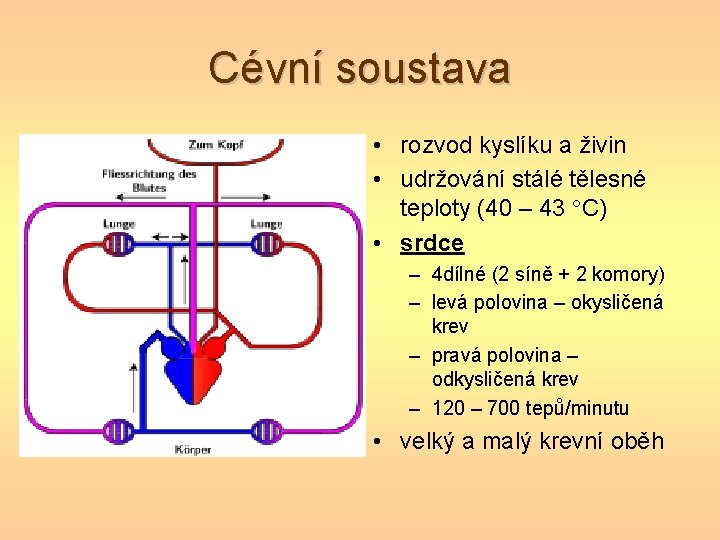 Cévní soustava • rozvod kyslíku a živin • udržování stálé tělesné teploty (40 –