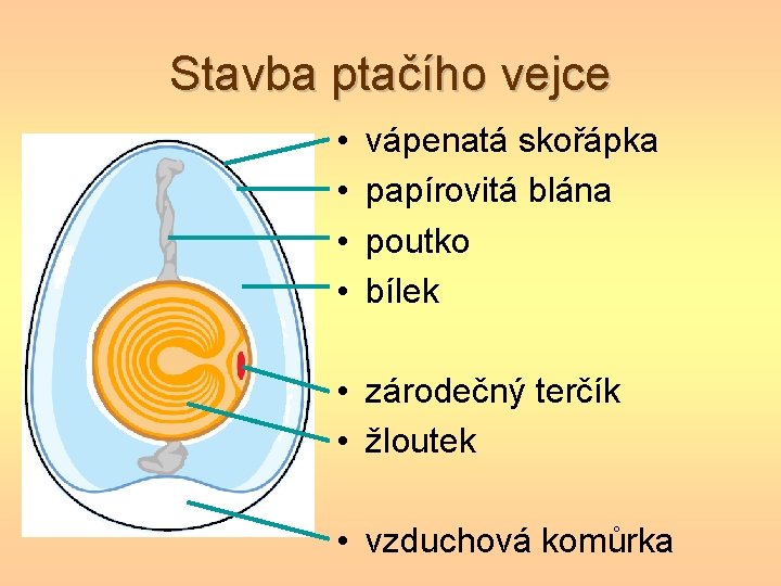 Stavba ptačího vejce • • vápenatá skořápka papírovitá blána poutko bílek • zárodečný terčík