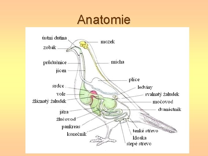 Anatomie 