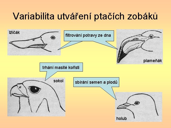 Variabilita utváření ptačích zobáků lžičák filtrování potravy ze dna plameňák trhání masité kořisti sokol