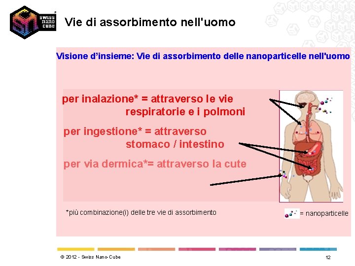 Vie di assorbimento nell'uomo Visione d’insieme: Vie di assorbimento delle nanoparticelle nell'uomo per inalazione*