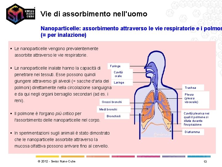 Vie di assorbimento nell'uomo Nanoparticelle: assorbimento attraverso le vie respiratorie e i polmon (=