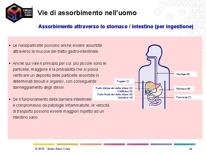 Vie di assorbimento nell'uomo Assorbimento attraverso lo stomaco / intestino (per ingestione) § Le