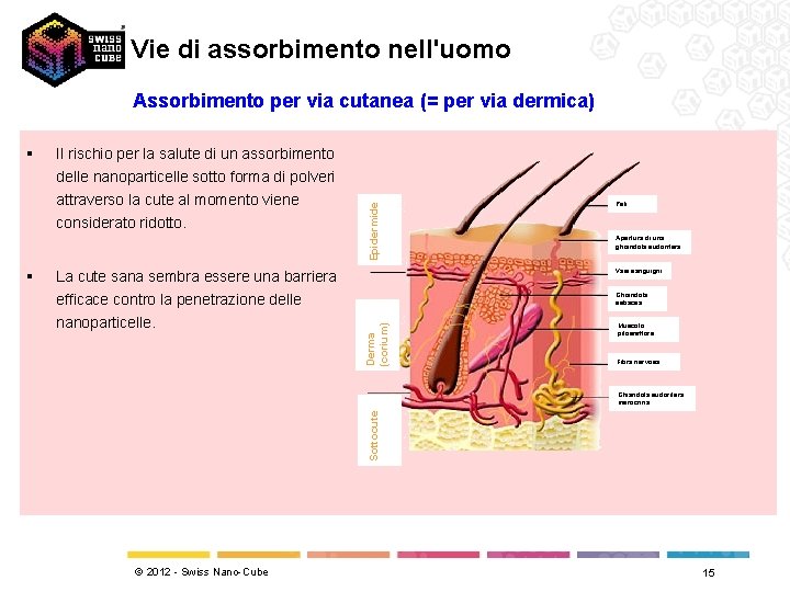 Vie di assorbimento nell'uomo Assorbimento per via cutanea (= per via dermica) delle nanoparticelle