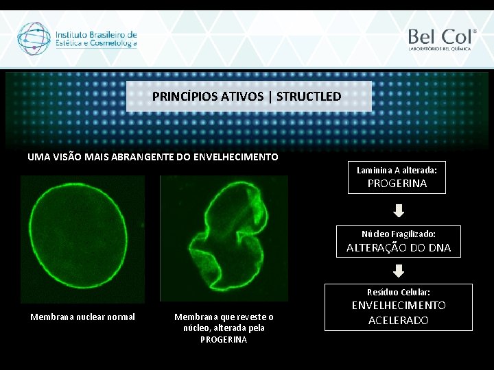 PRINCÍPIOS ATIVOS | STRUCTLED UMA VISÃO MAIS ABRANGENTE DO ENVELHECIMENTO Laminina A alterada: PROGERINA