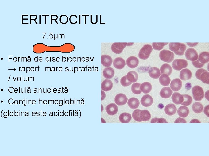 ERITROCITUL 7. 5µm • Formă de disc biconcav → raport mare suprafata / volum ERITROCITUL 7. 5µm • Formă de disc biconcav → raport mare suprafata / volum