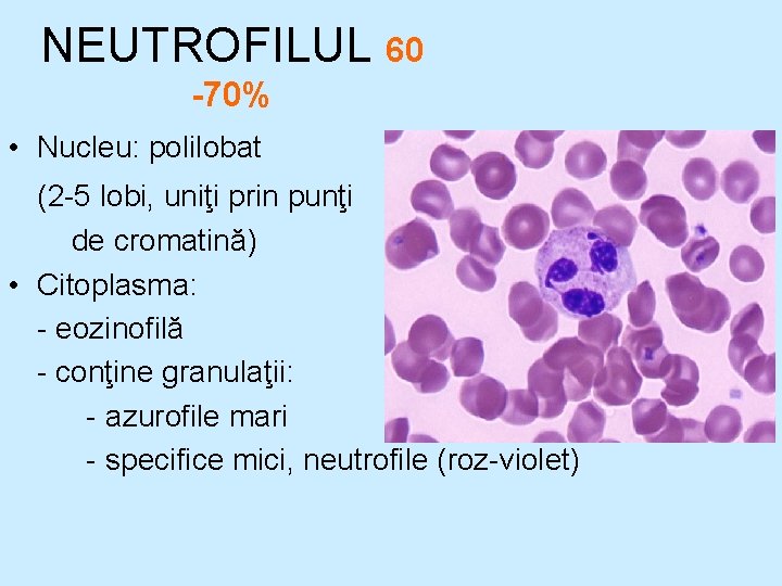 NEUTROFILUL 60 -70% • Nucleu: polilobat (2 -5 lobi, uniţi prin punţi de cromatină) NEUTROFILUL 60 -70% • Nucleu: polilobat (2 -5 lobi, uniţi prin punţi de cromatină)