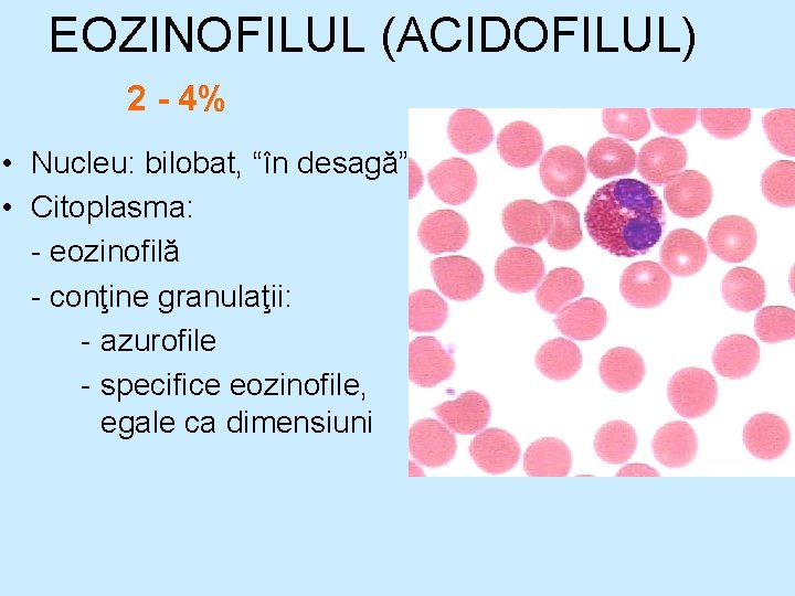 EOZINOFILUL (ACIDOFILUL) 2 - 4% • Nucleu: bilobat, “în desagă” • Citoplasma: - eozinofilă EOZINOFILUL (ACIDOFILUL) 2 - 4% • Nucleu: bilobat, “în desagă” • Citoplasma: - eozinofilă