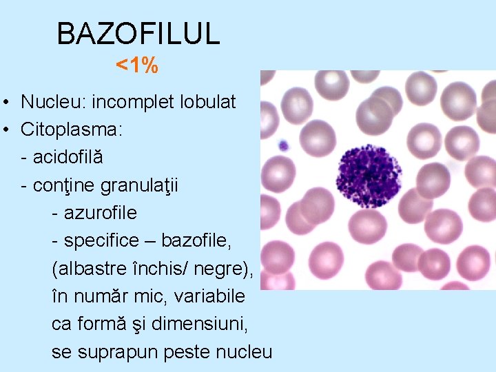BAZOFILUL <1% • Nucleu: incomplet lobulat • Citoplasma: - acidofilă - conţine granulaţii - BAZOFILUL <1% • Nucleu: incomplet lobulat • Citoplasma: - acidofilă - conţine granulaţii -