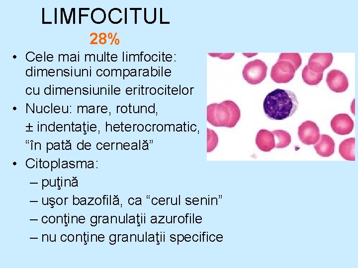 LIMFOCITUL 28% • Cele mai multe limfocite: dimensiuni comparabile cu dimensiunile eritrocitelor • Nucleu: LIMFOCITUL 28% • Cele mai multe limfocite: dimensiuni comparabile cu dimensiunile eritrocitelor • Nucleu: