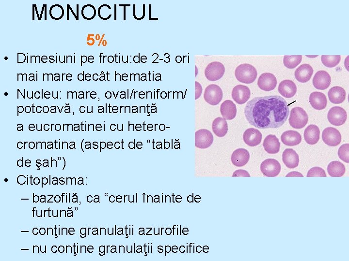 MONOCITUL 5% • Dimesiuni pe frotiu: de 2 -3 ori mare decât hematia • MONOCITUL 5% • Dimesiuni pe frotiu: de 2 -3 ori mare decât hematia •