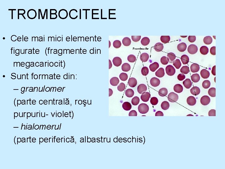 TROMBOCITELE • Cele mai mici elemente figurate (fragmente din megacariocit) • Sunt formate din: TROMBOCITELE • Cele mai mici elemente figurate (fragmente din megacariocit) • Sunt formate din: