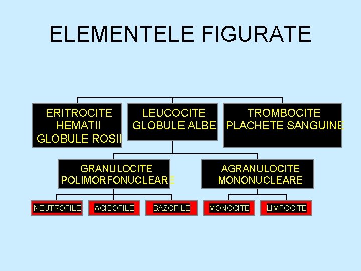ELEMENTELE FIGURATE ERITROCITE LEUCOCITE TROMBOCITE HEMATII GLOBULE ALBE PLACHETE SANGUINE GLOBULE ROSII GRANULOCITE POLIMORFONUCLEARE ELEMENTELE FIGURATE ERITROCITE LEUCOCITE TROMBOCITE HEMATII GLOBULE ALBE PLACHETE SANGUINE GLOBULE ROSII GRANULOCITE POLIMORFONUCLEARE